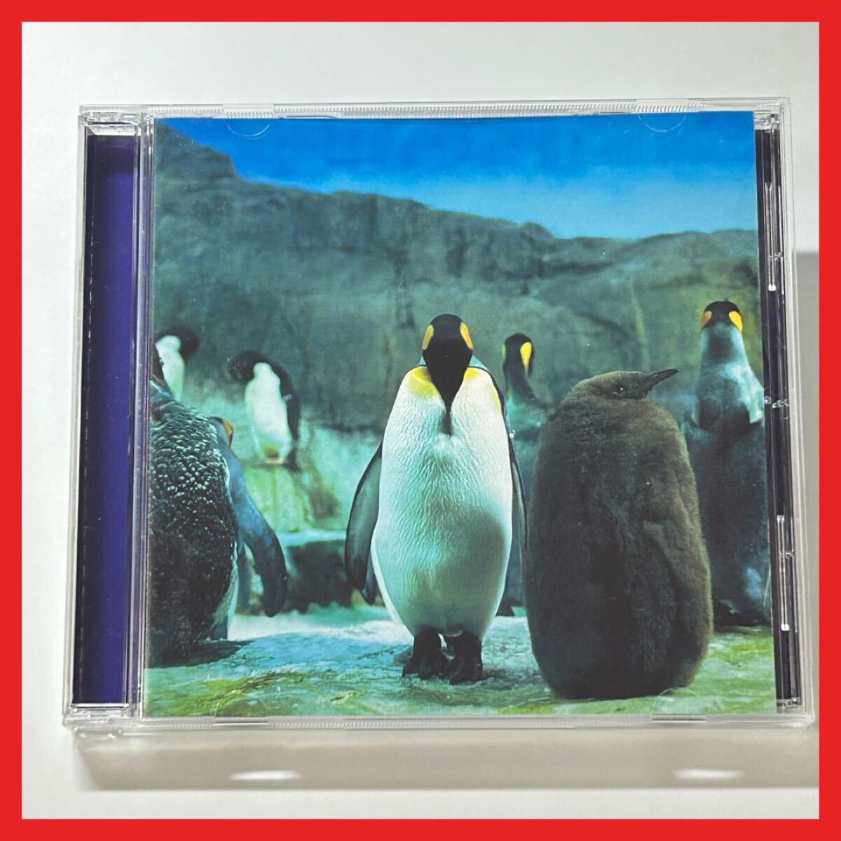 【SC04】CD/羅針盤/らご/アルバム 永遠のうた クッキー FLAT かえりのうた ライフワークス いのち 生まれ変わるところが 全8曲収録拍卖