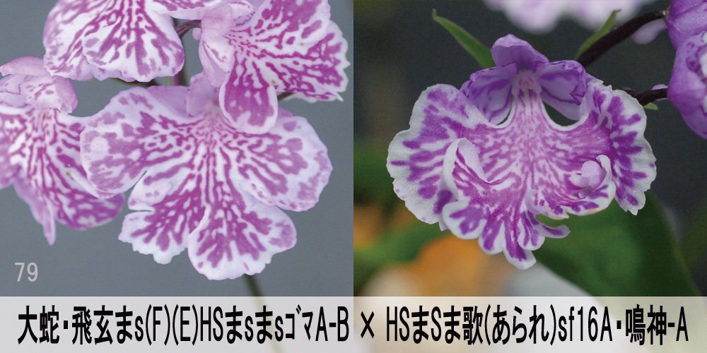 24-79-1 イワチドリ 岩千鳥 『大蛇飛玄まs(FE)HSまsまsA-B×HSまSま歌sf16A鳴神-A』 7球【L球】(未選別) 【最新】検(ウチョウラン、山野草)拍卖