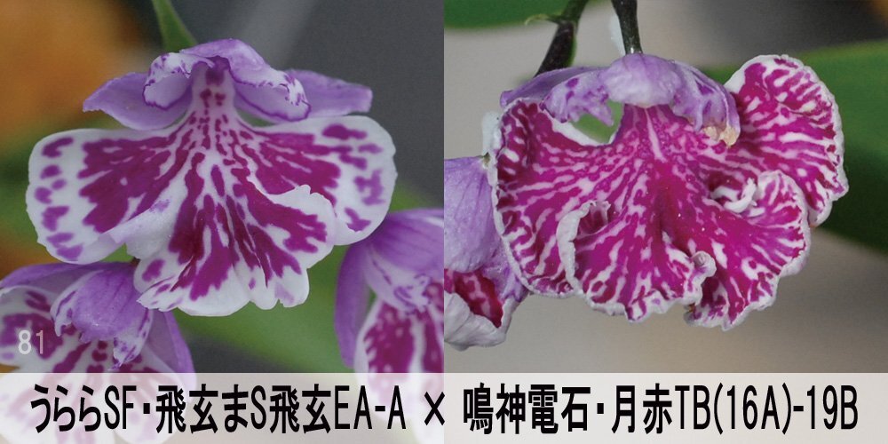 22-81-3 イワチドリ 岩千鳥 『うSF飛玄まS飛玄EA-A × 鳴神電石月赤TB16A-19B』 7球 【ML~L球】(未選別) 検(ウチョウラン、山野草)拍卖