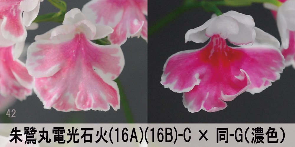 23-42-3 イワチドリ 岩千鳥 『朱鷺丸電光石火(16A)(16B)-C × 同-G』 6球【ML球】(未選別) 【最新】検(ウチョウラン、山野草)拍卖