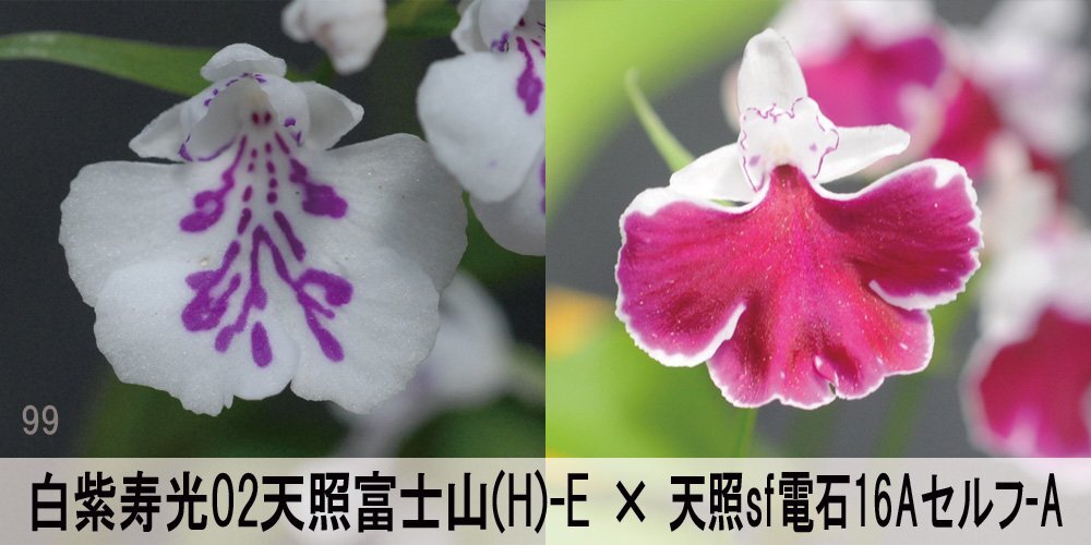 23-99-1 イワチドリ 岩千鳥 『白紫寿光02天照富士山(H)-E×天照sf電石16Asf-A』 8球【ML~L球】(未選別) 【最新】 検(ウチョウラン)拍卖