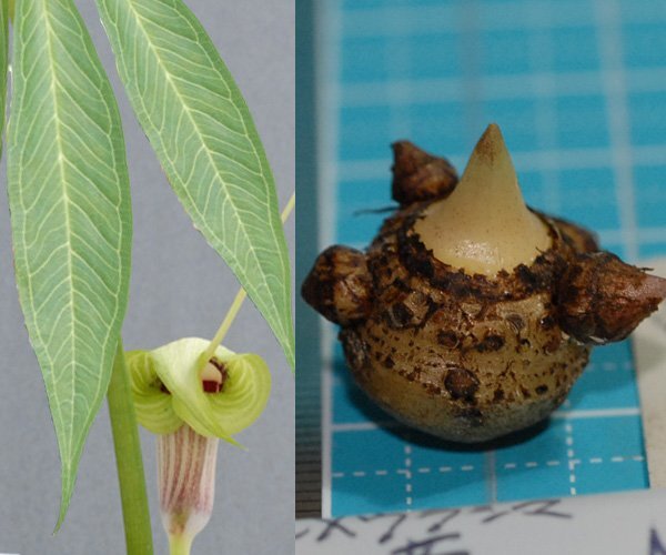 ヒメウラシマソウ hime mikad 準素心花亀甲斑 『帝(みかど)』 M大 球 1球【一作開花~開花球】(ウラシマソウ、山野草、テンナンショウ)拍卖