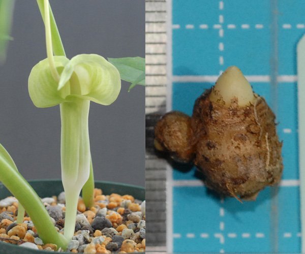 ヒメウラシマソウ hime sosin 『ヒメウラシマソウ 素心花』 S球 1球 (ウラシマソウ、山野草、テンナンショウ、ウチョウラン)拍卖