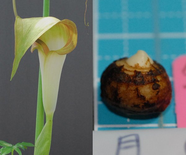 ウラシマソウ yuzuk 静岡産 赤花 『夕月 (ゆうづき)』 小球 1球 (A) 【外れたて小球 (大きめ)】(浦島草、山野草、テンナンショウ)拍卖