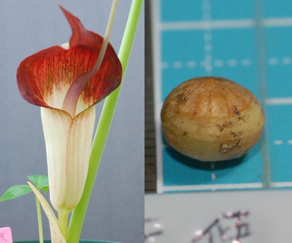 ウラシマソウ tensi 静岡産 赤花 『天使』 小球 1球 (A) 【外れたて小球 (わりと大きめ)】(浦島草、山野草、テンナンショウ)拍卖