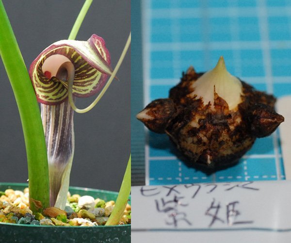 ヒメウラシマソウ hime muras 紫花 『紫姫』 M球 1球 【一作開花~開花球】 (ウラシマソウ、山野草、テンナンショウ、ウチョウラン)拍卖