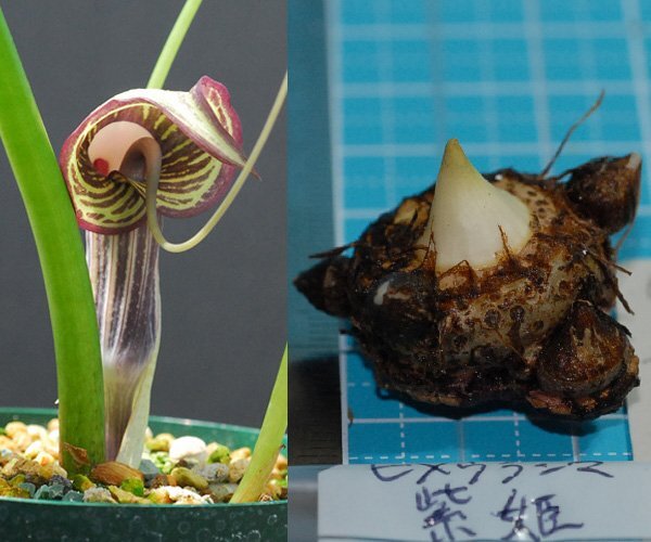 ヒメウラシマソウ hime muras 紫花 『紫姫』 L大 球 1球 【開花見込球】 (ウラシマソウ、山野草、テンナンショウ、ウチョウラン)拍卖