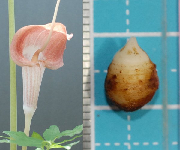 ウラシマソウ CHO x KAS ピンク系 『朝陽×霞 -(24A ピンク)』 小球 1球 (B) 【選別】【外れたて小球】(浦島草、山野草、テンナンショウ)拍卖