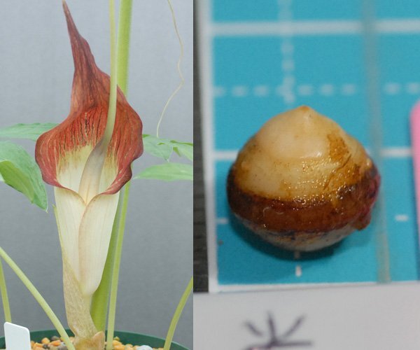 ウラシマソウ syuko 静岡産 赤花 『朱光 (しゅこう)』 小球 1球 (A) 【外れたて小球】(浦島草、山野草、テンナンショウ)拍卖