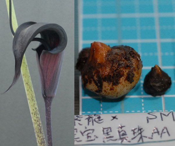 ウラシマソウ SRxKK 青軸漆黒花 『紫龍 × 黒宝・黒真珠AA -(24 (1))』 SM球+小球 2球 【選別】(浦島草、山野草、テンナンショウ)拍卖