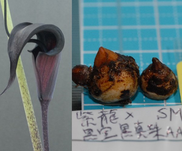 ウラシマソウ SRxKK 青軸漆黒花 『紫龍 × 黒宝・黒真珠AA -(24 (1))』 SM球+S球 2球 【選別】(浦島草、山野草、テンナンショウ)拍卖