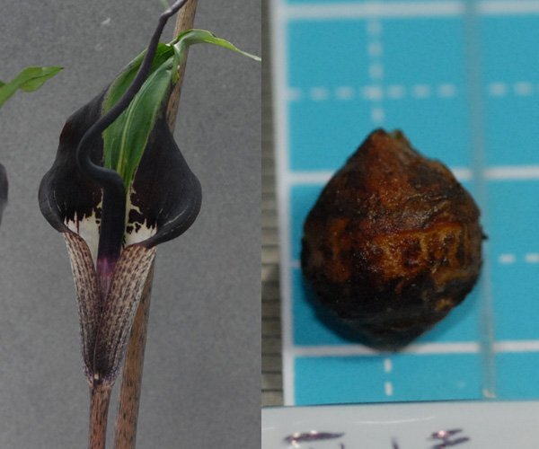 ウラシマソウ yumeu 葉化花 『夢浮橋』 小球 1球 (A) 【外れたて小球 (わりと大きめ)】(浦島草、山野草、テンナンショウ)拍卖