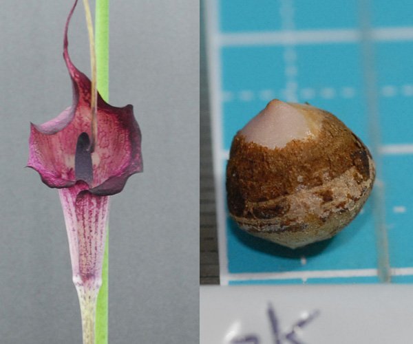 ウラシマソウ sisui 三重産 紫花 『紫水 (しすい)』 小球 1球 (B) ★珍品★【外れたて小球 (大きめ)】(浦島草、山野草、テンナンショウ)拍卖