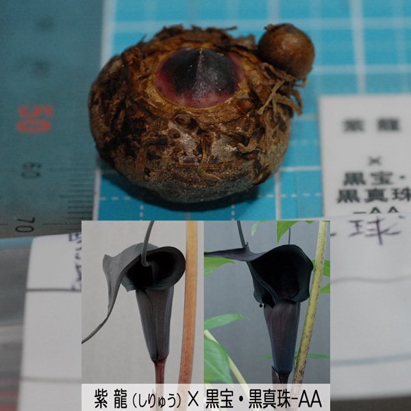 ウラシマソウ SRxKK 漆黒花実生 『紫龍 × 黒宝・黒真珠AA』 L球 1球 【一作開花~開花球】(浦島草、山野草、テンナンショウ)拍卖