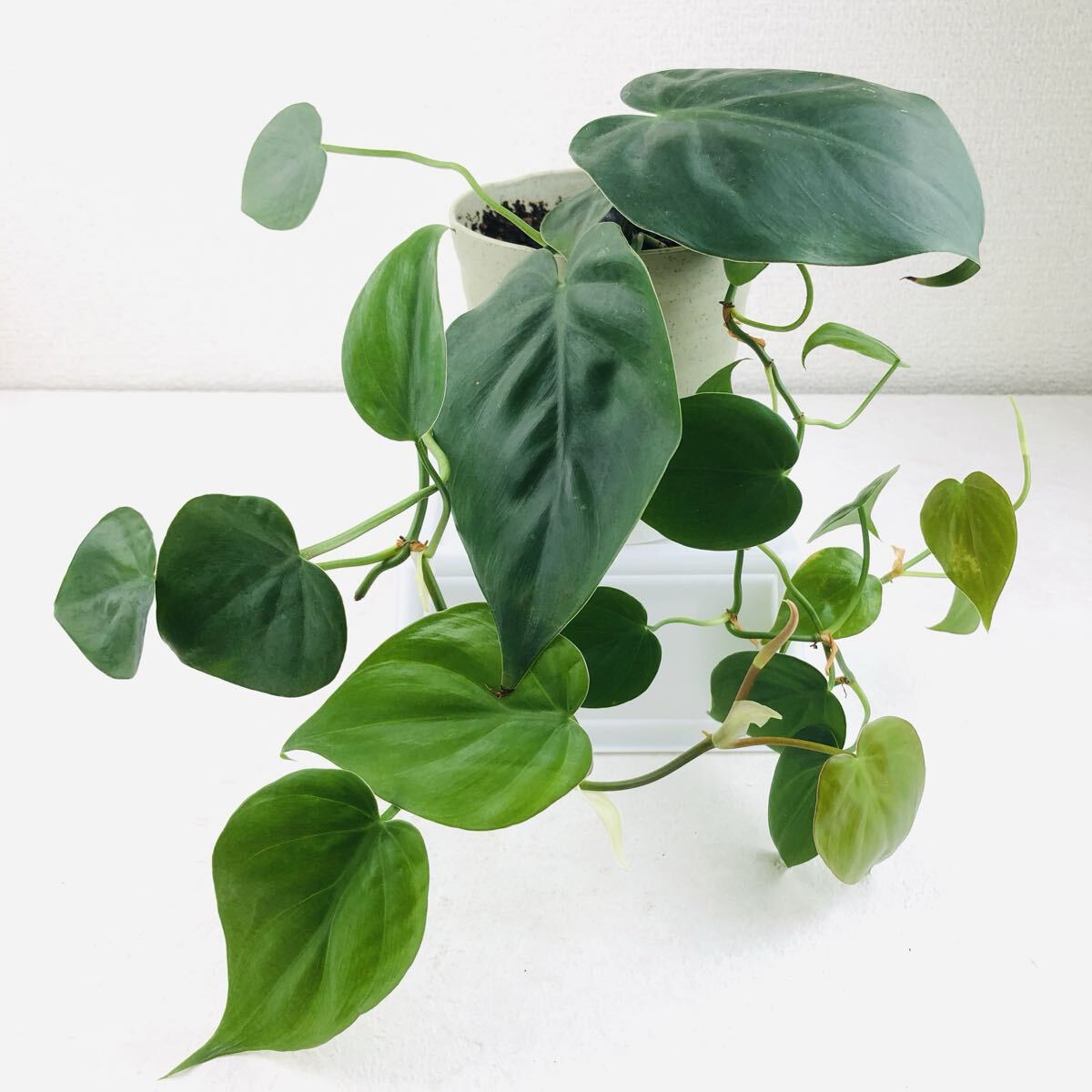 オキシカルジウム 観葉植物 オキシカルジューム グリーン 抜き苗 ポトス拍卖