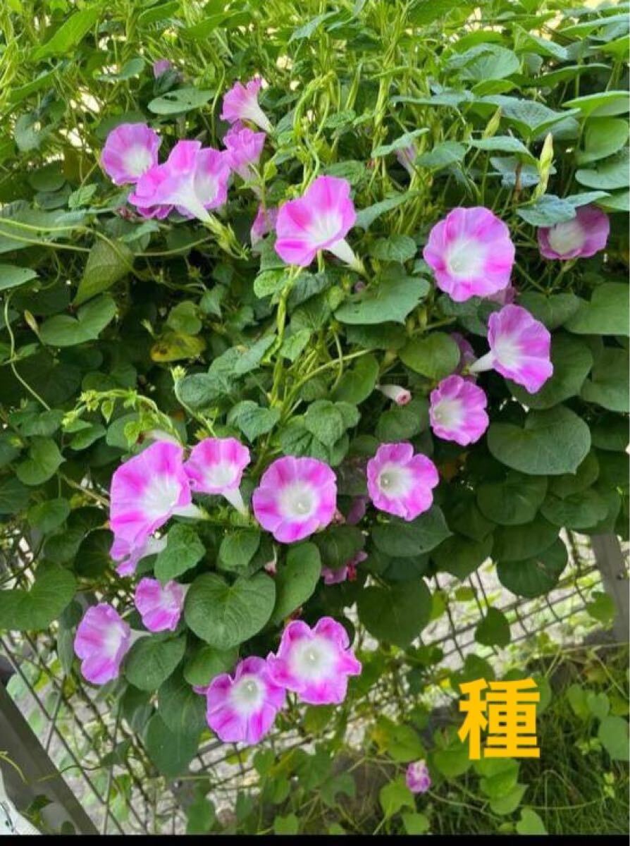 西洋朝顔の種3g可愛いピンク色目隠しフェンスエコカーテンアサガオタネ垣根省エネ拍卖