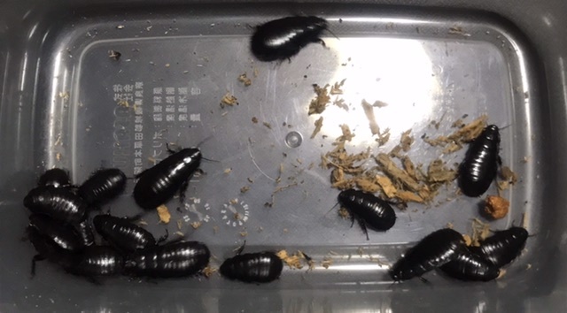 ⑨ 【即決】オオゴキブリ15頭 約10mm〜約20mm (送料着払い) 拍卖