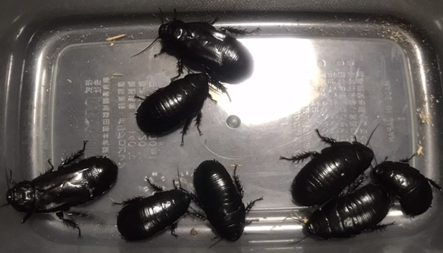 12 【即決】オオゴキブリ8頭 約25mm〜約40mm (送料着払い) 拍卖