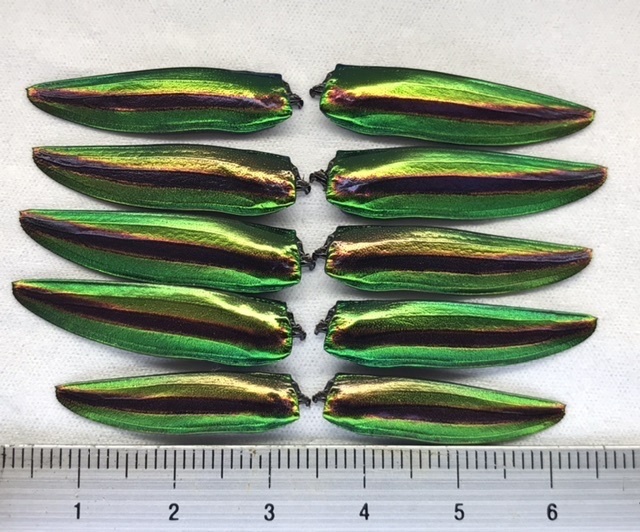 ② ヤマトタマムシ上羽10枚 アクセサリー アート 素材 拍卖