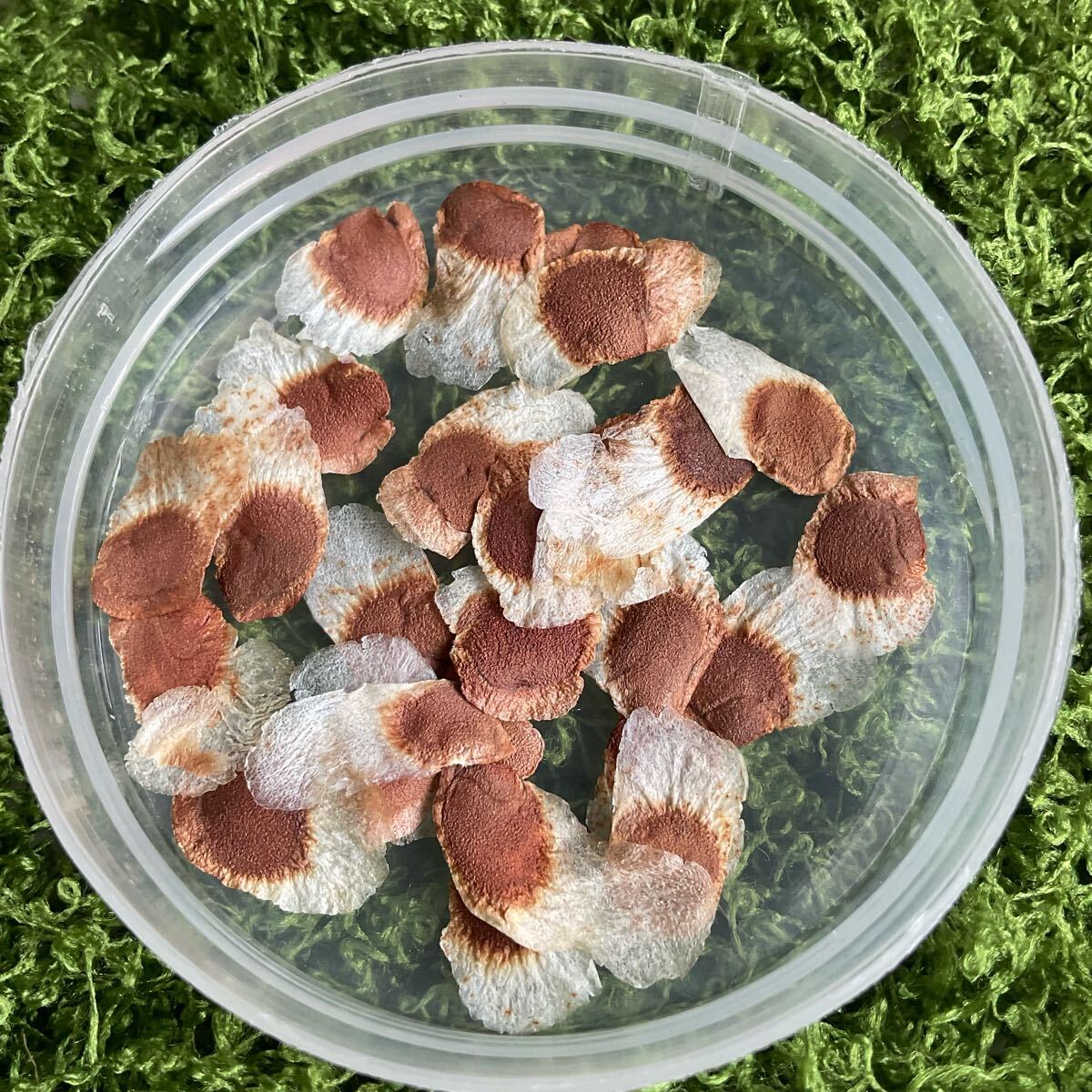 6月入荷 新鮮な100 粒Dioscorea elephantipes亀甲竜種子南アフリカ産拍卖