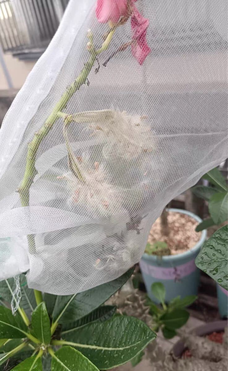 「7月採取」Pachypodium windsorii パキポディウム・ウィンゾリー 種子5粒拍卖