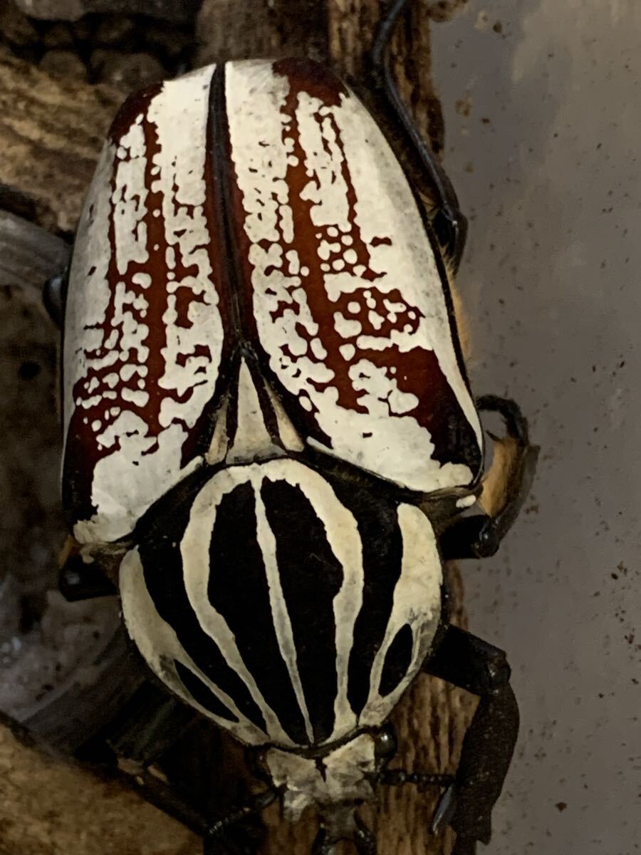 ゴライアス ゴリアテス 新成虫ペア+オス計3頭 送料無料拍卖