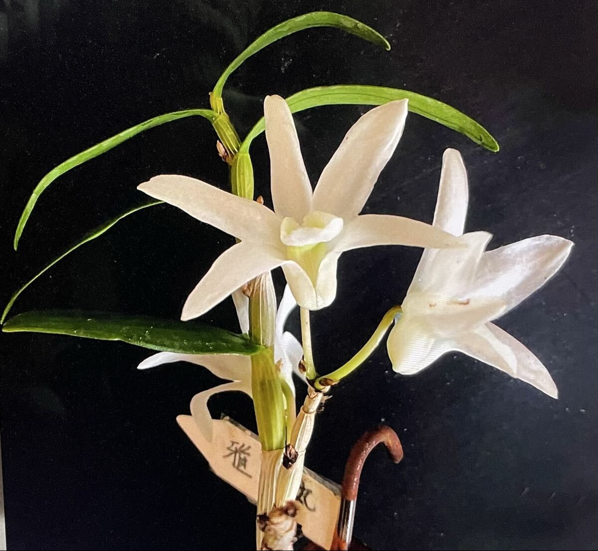 日本の蘭   セッコク  雅宝丸拍卖