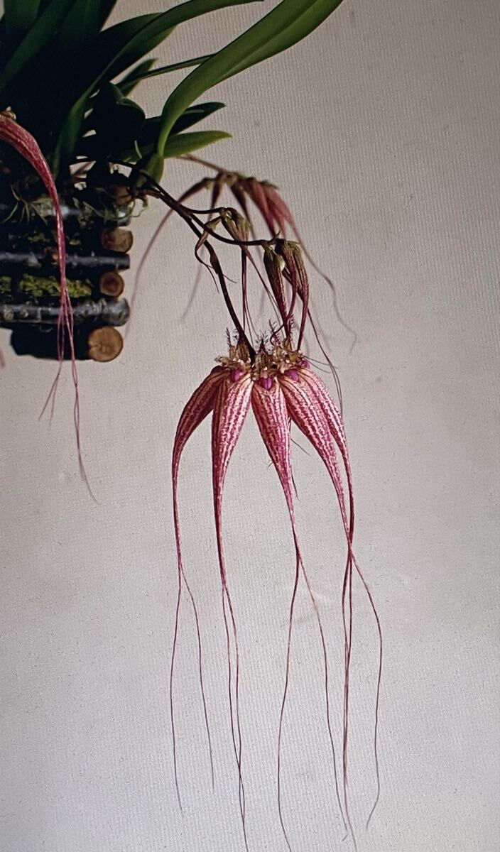 洋蘭  バルボフィラム エリザベス アン拍卖