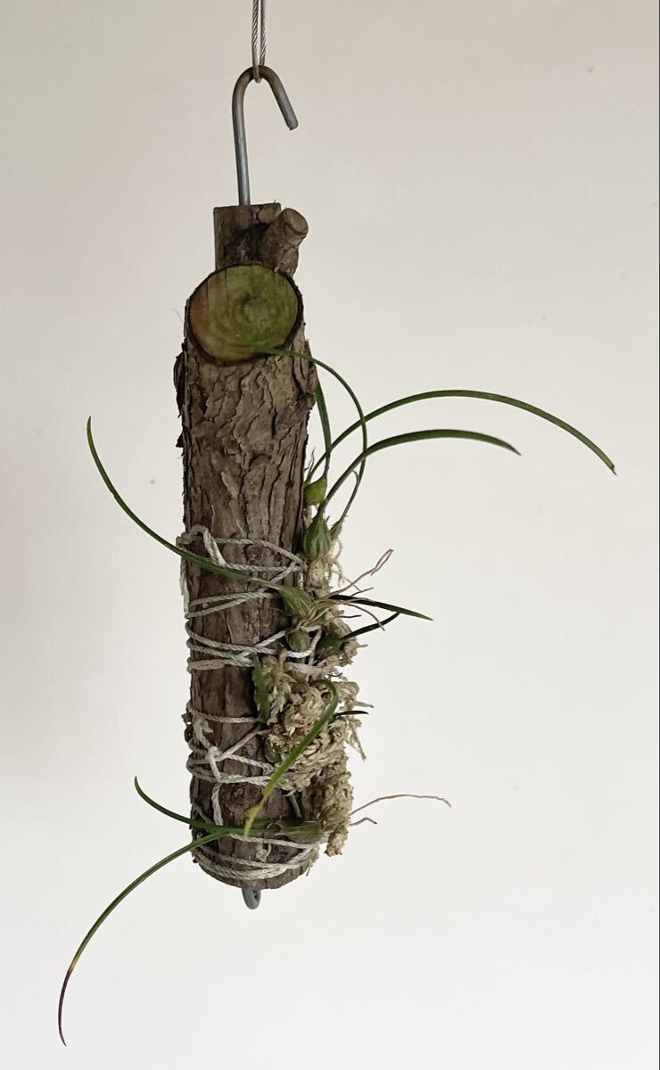 洋蘭  イザベリア プルケラ アルバ拍卖