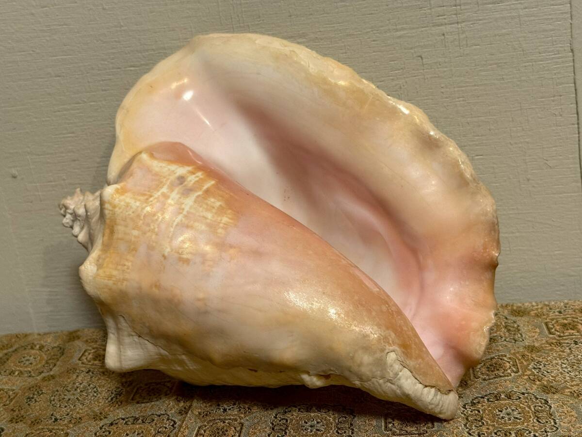 貝殻  コンク貝  ピンク貝 クィーンコンクシェル  インテリア 飾り オブジェ 重量1612g 売り切り!拍卖
