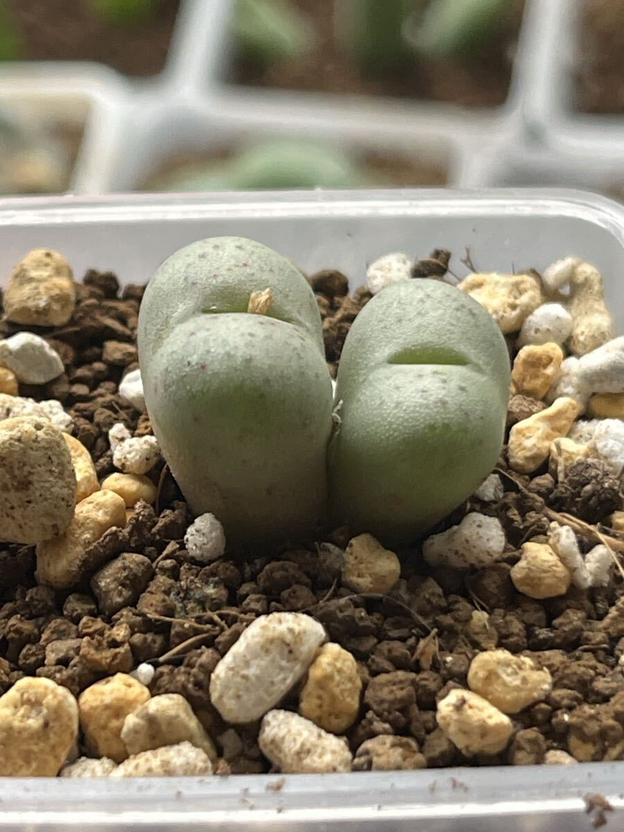 コノフィツムroodiae sanguineum Garies拍卖