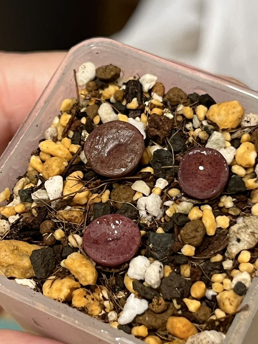 コノフィツム Conophytum bachelorum 実生苗セット拍卖