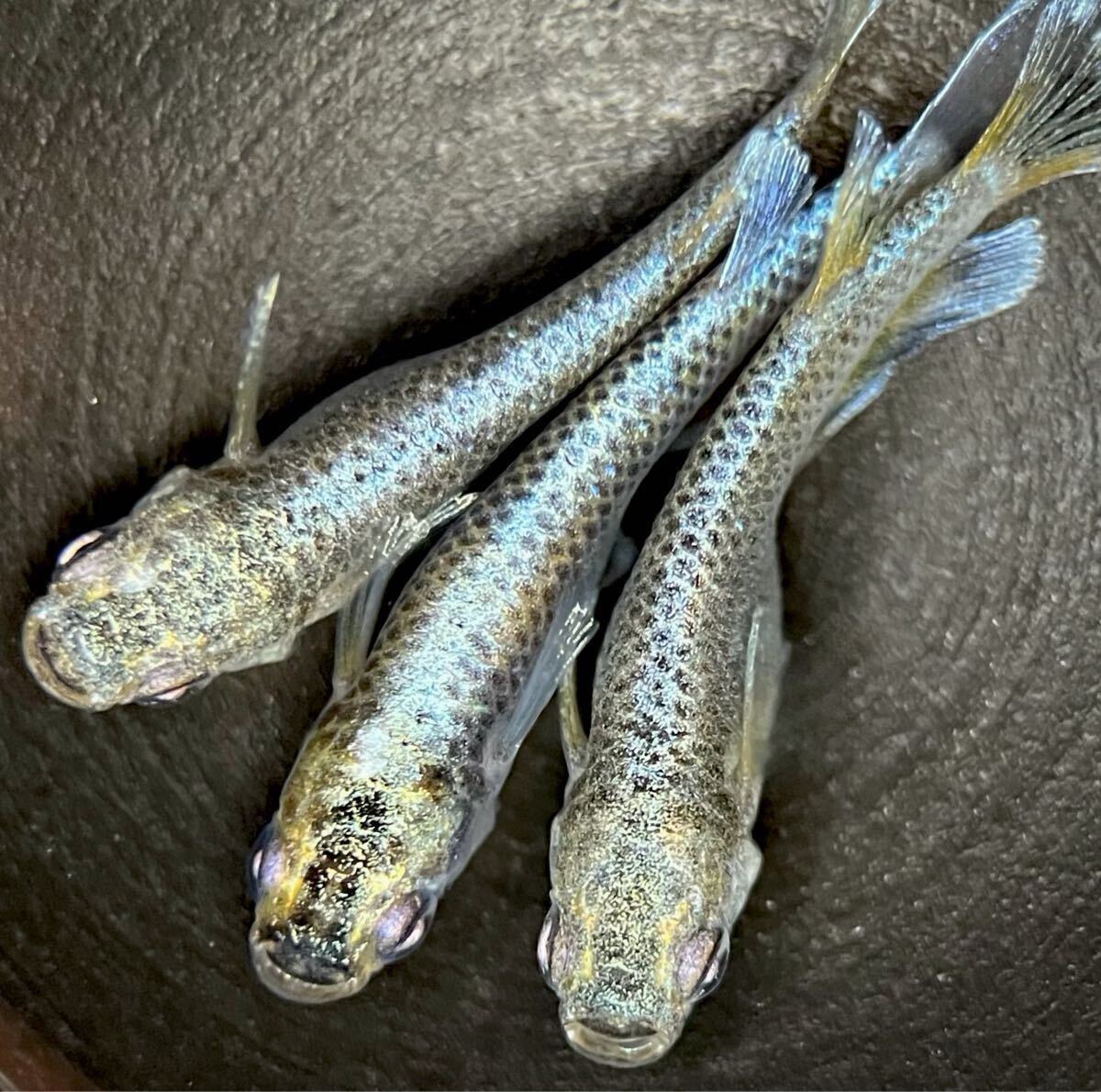 【LAめだか】【マネー】メス2オス1【種親は夢中メダカ様から購入】検索 マーメイドブルー パール 和墨星ラメ シンデレラ ギラティナ ②拍卖