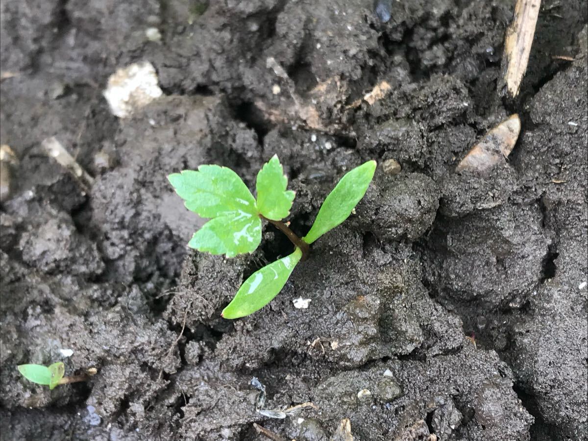 ヒュウガトウキ(日本山人参)の種100粒以上(発芽確認済み!)拍卖