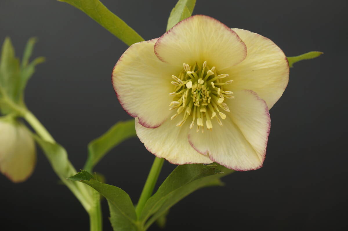 C-16 クリスマスローズ【22N19】超田舎者さん交配「訳あり」開花確認株【処分価格】拍卖