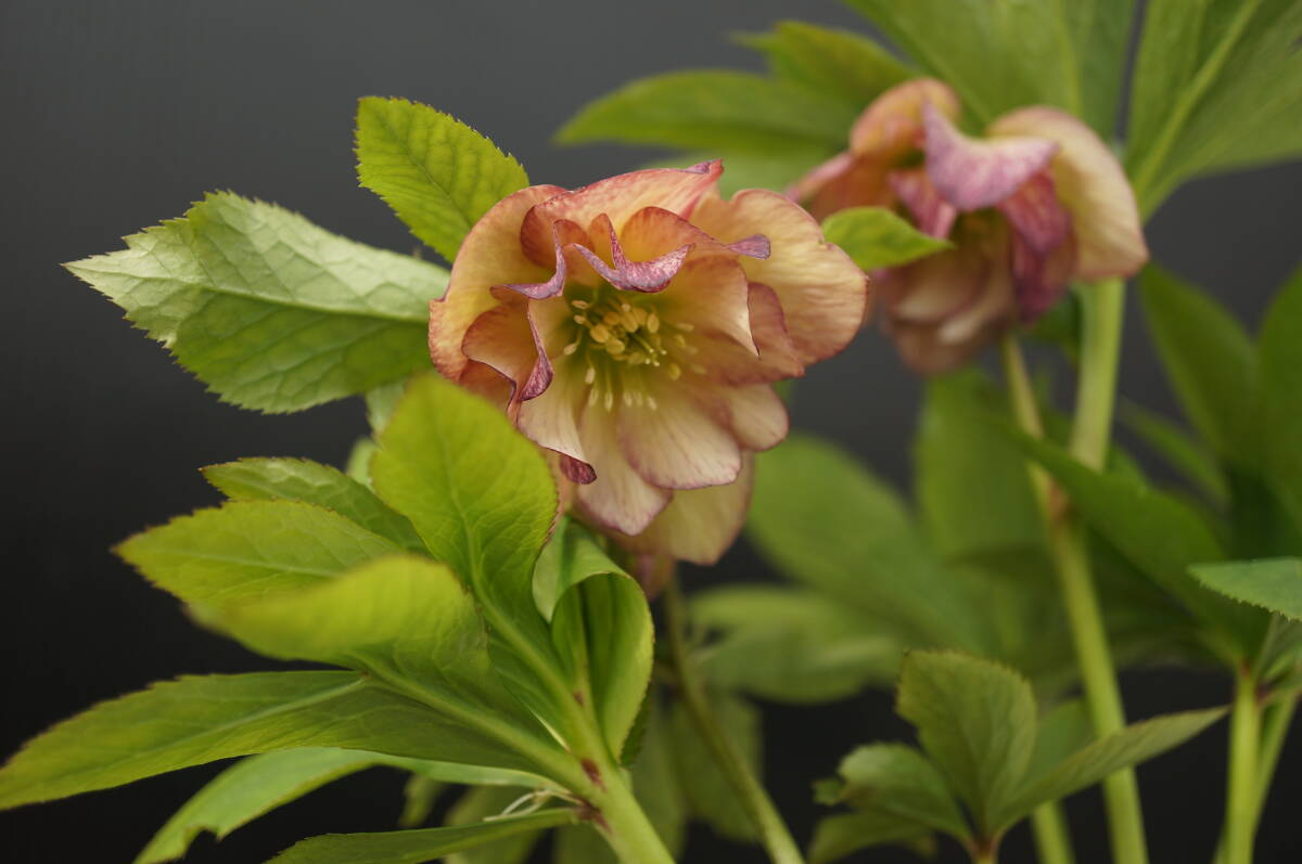 C-17 クリスマスローズ【N030】超田舎者さん交配「訳あり」開花確認株【処分価格】拍卖