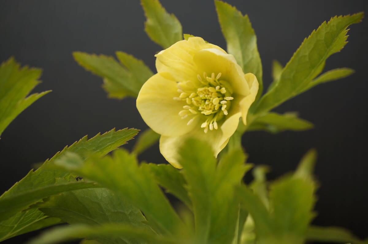 C-18 クリスマスローズ【22N22】超田舎者さん交配「ヘルツェ交配・細葉」開花確認株拍卖