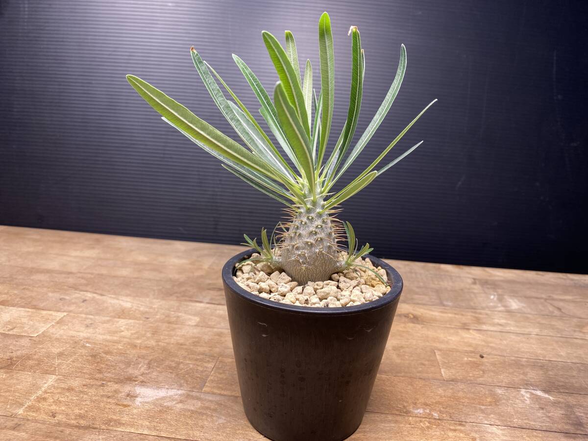 ゆうパック九州〜関東地方 送料580円〜!パキポディウム グラキリス  Pachypodium rosulatum var. gracilius 即日発送!拍卖