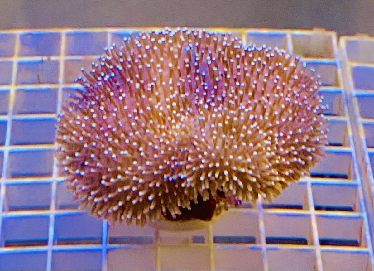 ☆サンゴ極美☆ウミキノコ沖縄☆梱包無料 ☆拍卖