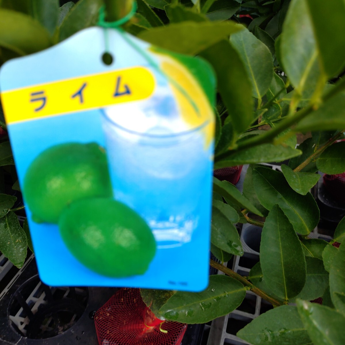 ライム苗木4年生拍卖