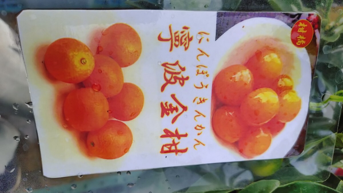 「キンポウ金柑」苗木4年生拍卖