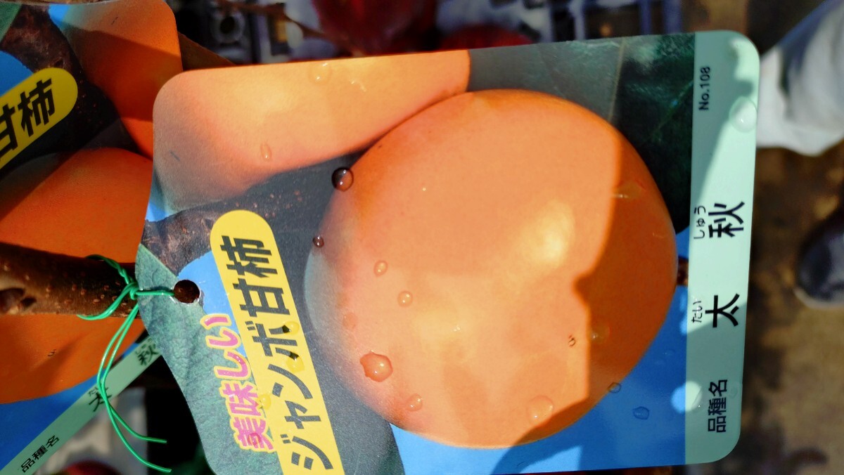 ジャンボ甘柿「太秋」苗木3年生拍卖