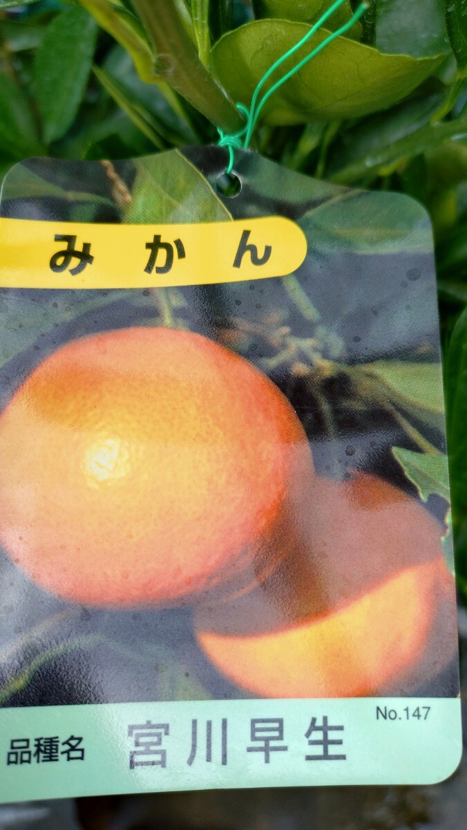 ミカン苗木「宮川早生」3年生拍卖