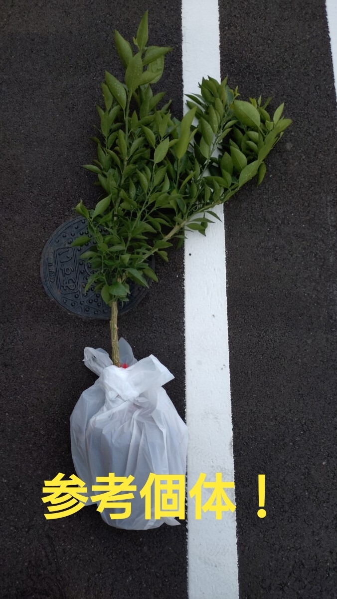 限定販売!幻の高級ミカン「西南のひかり」4年生 極甘柑橘拍卖