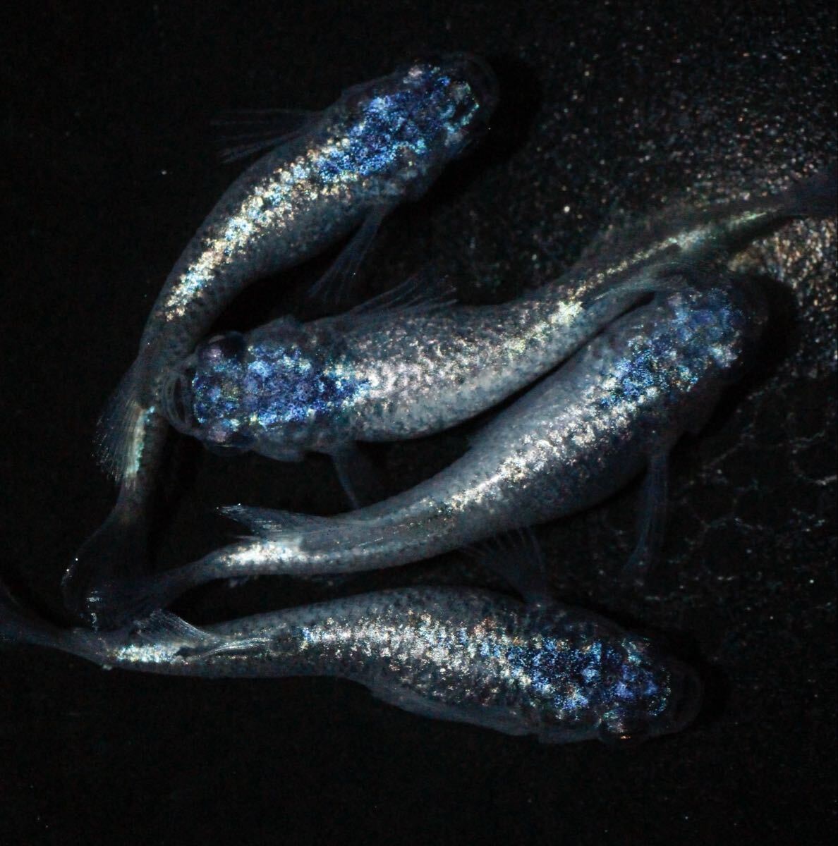 【めだか助六】69 碧Da 2ペア メダカ拍卖