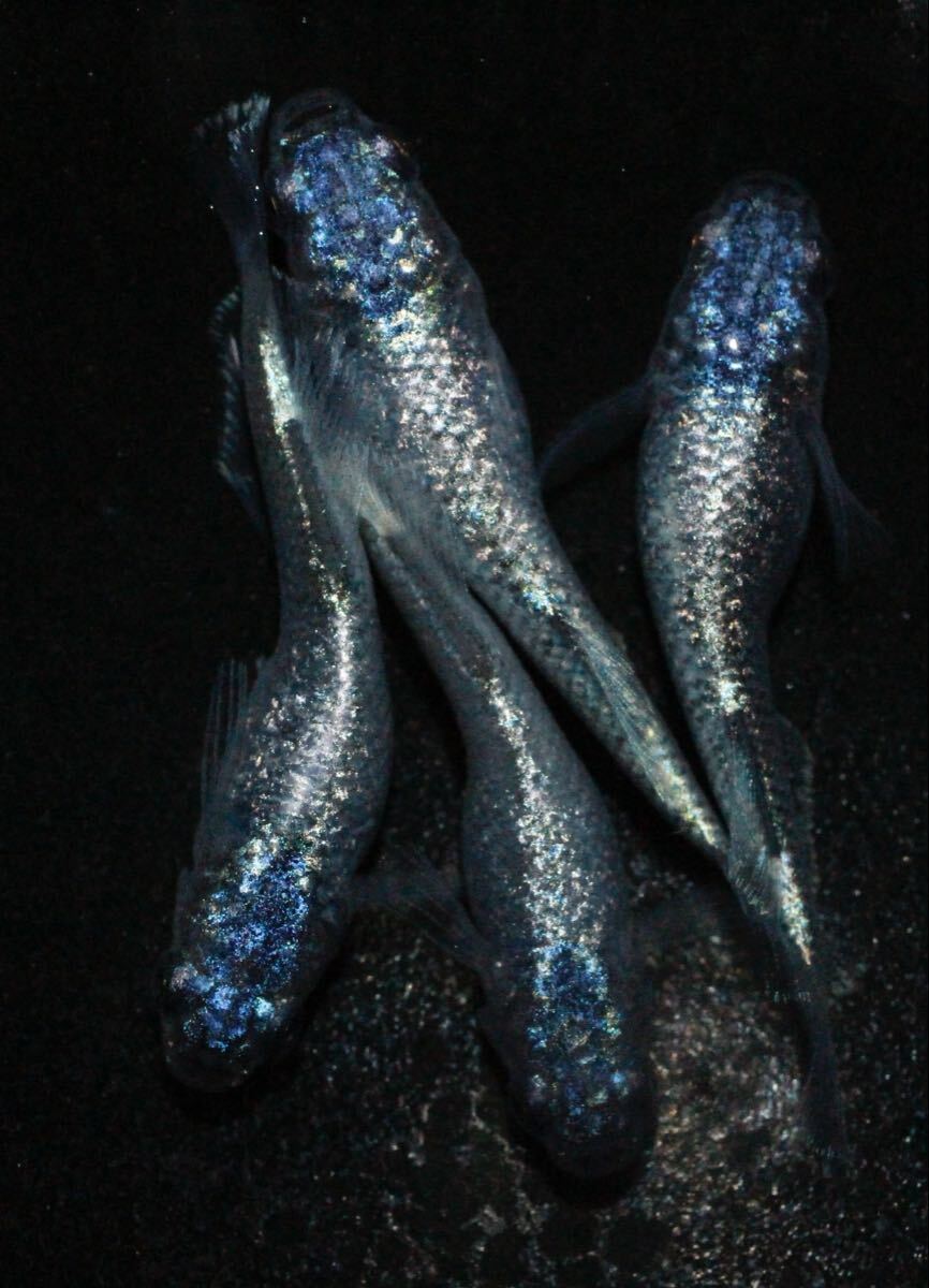 【めだか助六】70 碧Da 2ペア メダカ拍卖