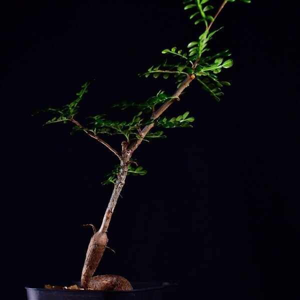 3XE 実生 オペルクリカリア・デカリー Operculicarya decaryi コーデックス 塊根植物 プレステラ90拍卖