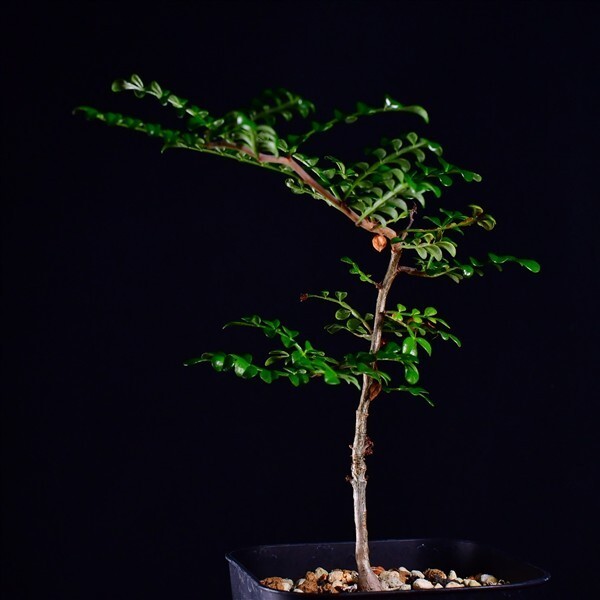 3XA 実生 オペルクリカリア・デカリー Operculicarya decaryi コーデックス 塊根植物 プレステラ90拍卖