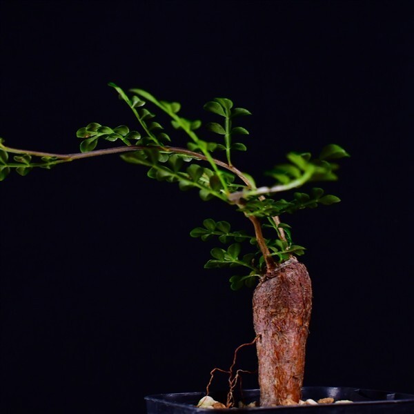 3X8 根挿し パワータンク オペルクリカリア・デカリー Operculicarya decaryi コーデックス 塊根植物 2.5号鉢拍卖