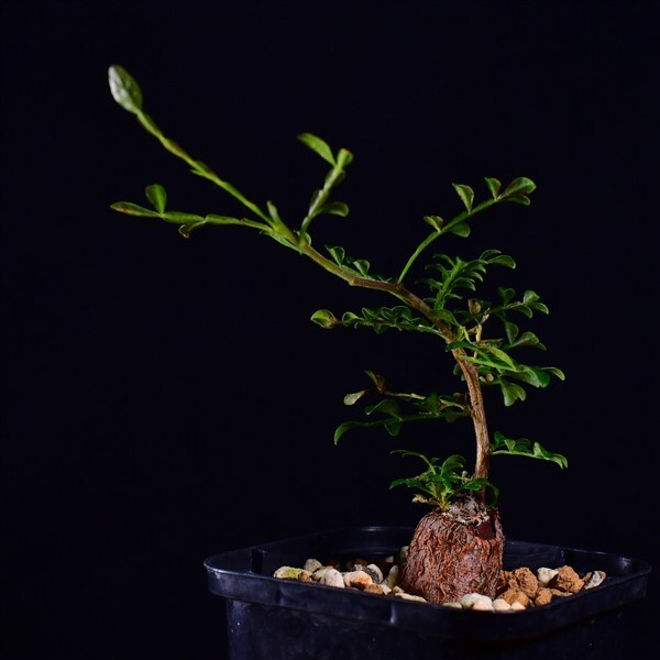 3X7 根挿し パワータンク オペルクリカリア・デカリー Operculicarya decaryi コーデックス 塊根植物 2.5号鉢拍卖